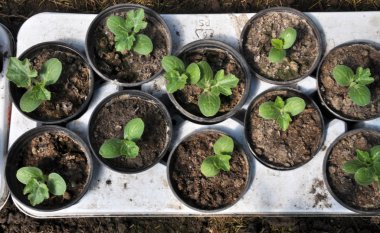 Plastik kap salatalık büyüyen fidan