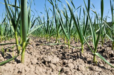 Sarımsak açık zeminde yetişir