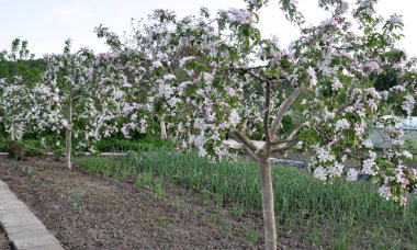 Bahçede elma ağaçları çiçek açıyor.