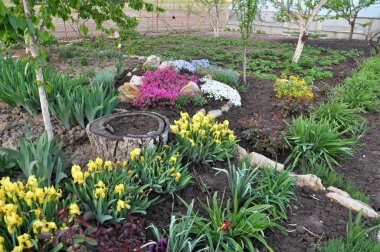 Bahçedeki flowerbed