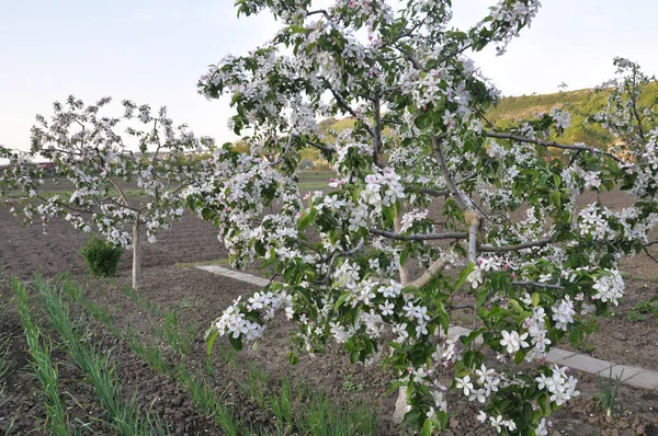 Az almafák virágoznak a kertben. — Stock Fotó