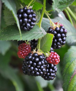 Böğürtlenleri olgunlaştıran dalda (Rubus fruticosus)
