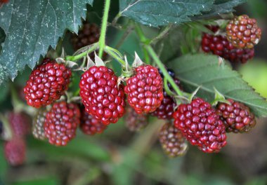 Böğürtlenleri olgunlaştıran dalda (Rubus fruticosus)