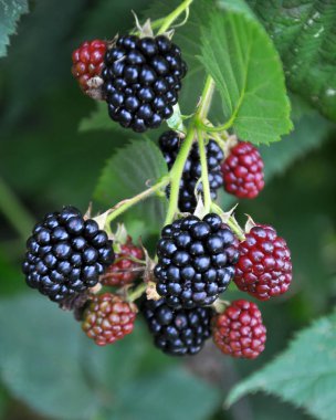 Böğürtlenleri olgunlaştıran dalda (Rubus fruticosus)