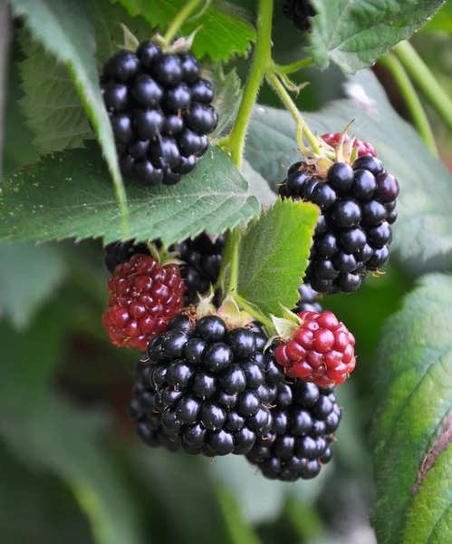 On the branch ripen the blackberries (Rubus fruticosus) — Stock Photo, Image