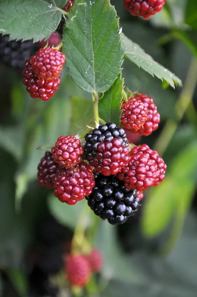 On the branch ripen the blackberries (Rubus fruticosus) — Stock Photo, Image