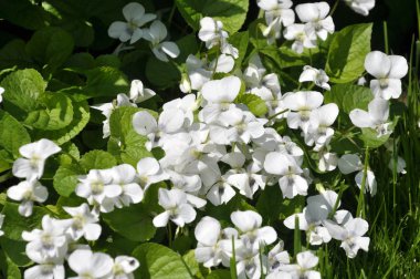 Çiçek tarlasında beyaz menekşeler açar.