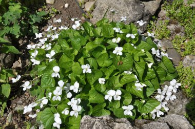 Çiçek tarlasında beyaz menekşeler açar.
