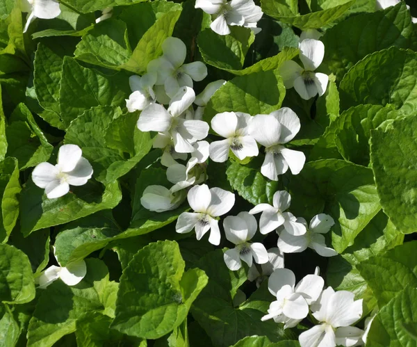 Çiçek tarlasında beyaz menekşeler açar. — Stok fotoğraf