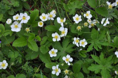 Vahşi çilekler doğada çiçek açar.