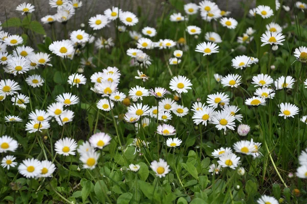 The perennial Bellis perennis bloom in nature — 스톡 사진