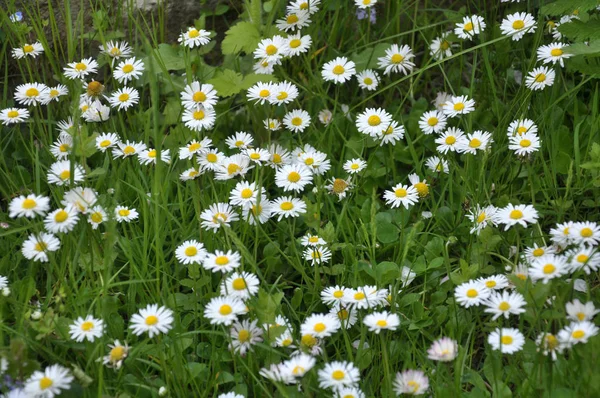 The perennial Bellis perennis bloom in nature — 스톡 사진