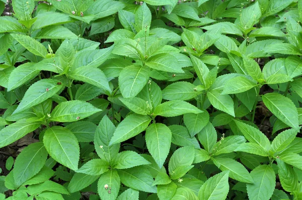 Di musim semi, Mercurialis Perennis tumbuh di hutan — Stok Foto