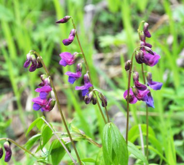 Lathyrus vernus baharda ormanda açar.