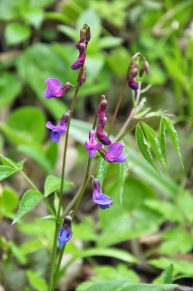 Lathyrus vernus blooms in spring in the forest — Stock Photo, Image