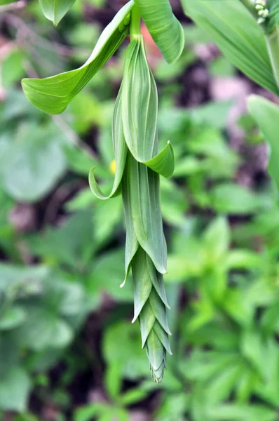 Στο ανοιξιάτικο δάσος φυτρώνει πολύανθο φυτό Polygonatum multifl — Φωτογραφία Αρχείου
