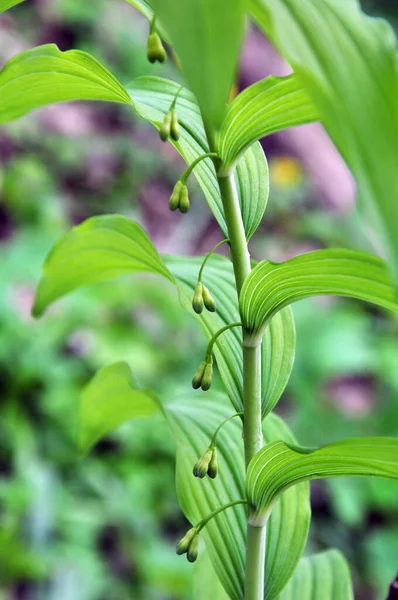 En el bosque primaveral crece planta multifloral Polygonatum multifl — Foto de Stock