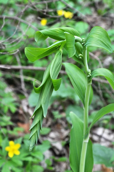 In the spring forest grows multifloral plant Polygonatum multifl — 图库照片