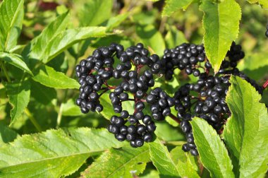 Berries ripe on the black grassy elder (Sambucus ebulus)