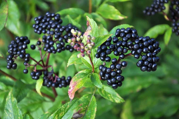 Bagas maduras no ancião gramado preto (Sambucus ebulus ) — Fotografia de Stock