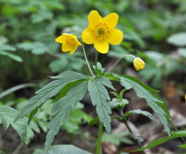 Ormanda bahar mevsimi şakayık sarısı açar (Anemone ranculoide