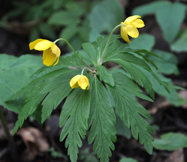 Primavera en el bosque florece anémona amarilla (Anémona ranunculoide — Foto de Stock