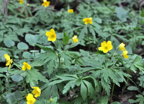 Spring in the forest blooms anemone yellow (Anemone ranunculoide — Stock Photo, Image