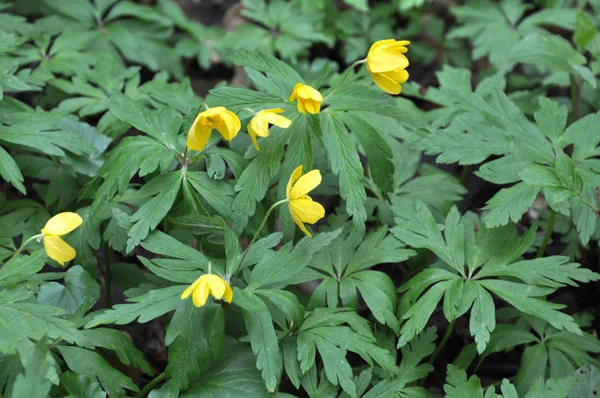 Frühling im Wald blüht Anemone gelb (anemone ranunculoide) — Stockfoto