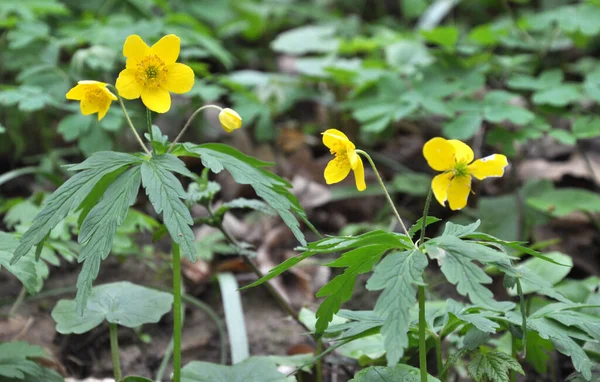 Spring in the forest blooms anemone yellow (Anemone ranunculoide — Stock Photo, Image