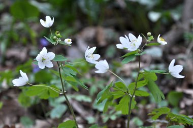 Isopyrum thalictroides blooms in the wild in the forest