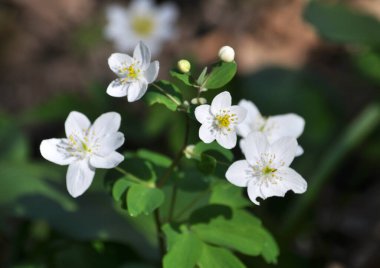 Isopyrum thalictroides blooms in the wild in the forest