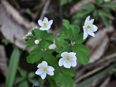 Isopyrum thalictroides blooms in the wild in the forest