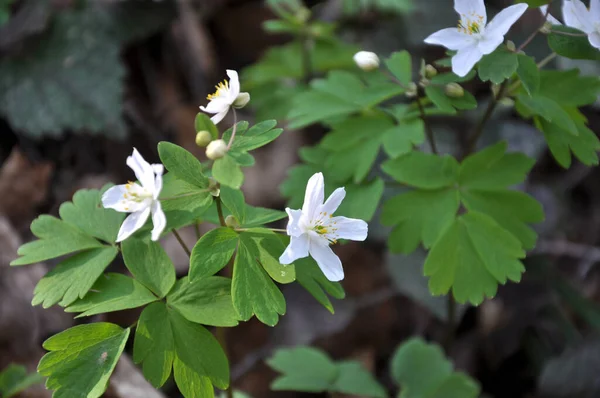 Isopyrum thalictroides blooms in the wild in the forest — 스톡 사진