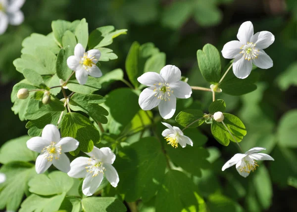 Isopyrum thalictroides blooms in the wild in the forest — 스톡 사진