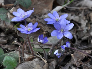 İlkbaharda, karaciğer otu (Hepatica nobilis) doğada çiçek açar..