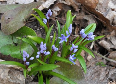 İlkbaharda ormanda iki yapraklı karlar açar (Scilla b