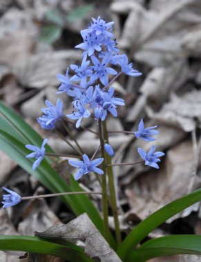 İlkbaharda ormanda iki yapraklı karlar açar (Scilla b