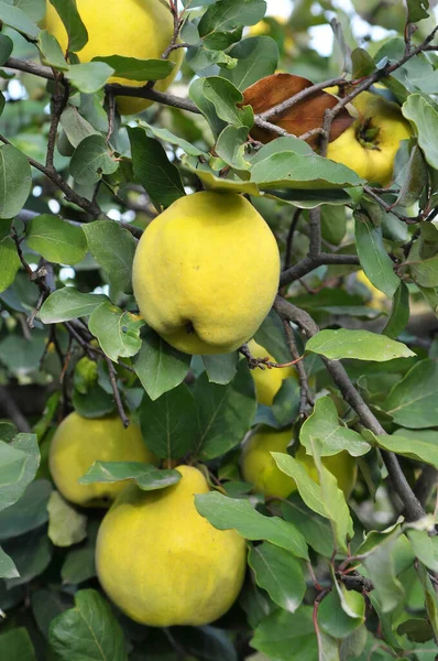 Quince érik az ága a bokor — Stock Fotó