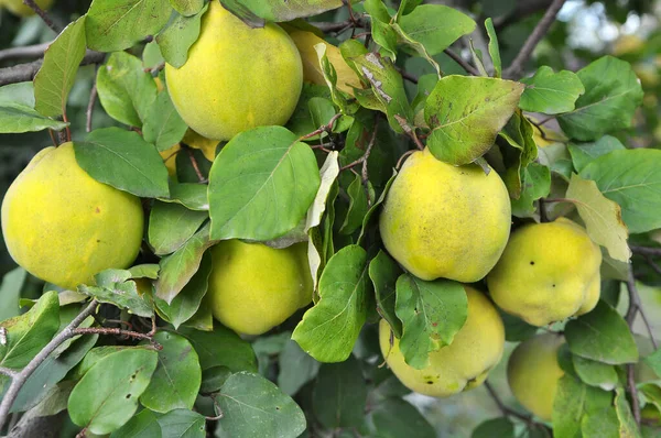 Quince érik az ága a bokor — Stock Fotó