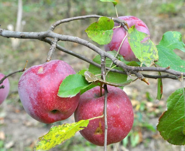 Las manzanas maduran en la rama del árbol — Foto de Stock