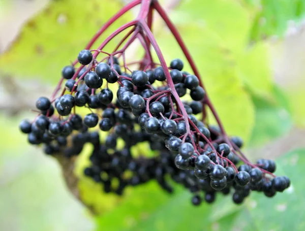 Olgun çilek ile elderberries Demet — Stok fotoğraf