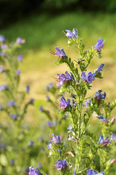 In the field among the herbs bloom Echium vulgare — Stock Photo, Image