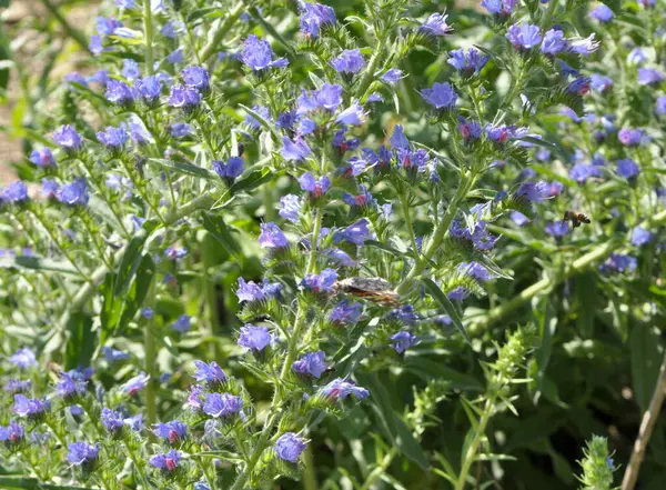 In the field among the herbs bloom Echium vulgare — Stock Photo, Image