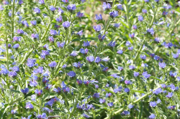 På fältet bland örterna blommar Echium vulgare — Stockfoto