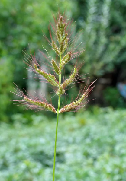 Στον αγρό, καθώς τα ζιζάνια μεγαλώνουν Echinochloa crus-galli — Φωτογραφία Αρχείου