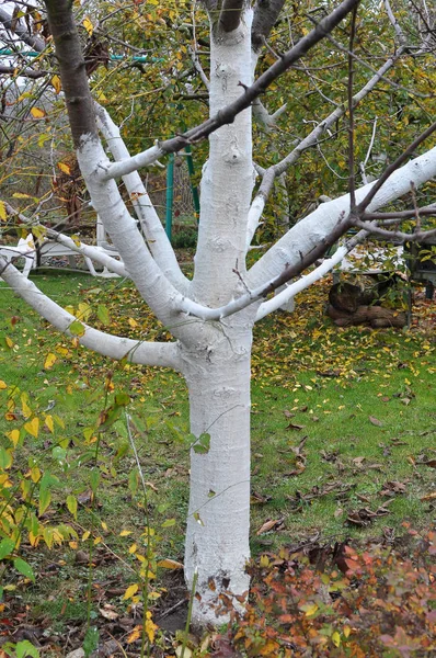 Jesienne wybielanie drzew owocowych w sadzie — Zdjęcie stockowe