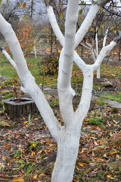 Autumn whitewash of fruit trees in the orchard — Stock Photo, Image