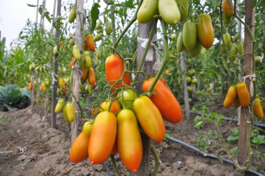 Domates ler açık alanda yetiştiriliyor
