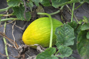 Melon grows in open organic soil