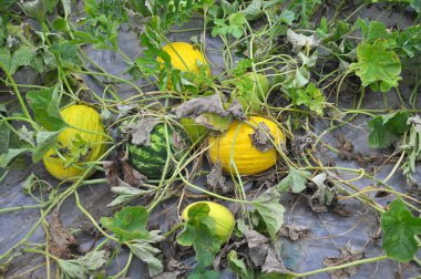 Melon grows in open organic soil